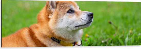 WallClassics - Dibond - Omhoogkijkende Shiba Inu in Groen Grasveld - 120x40 cm Foto op Aluminium (Wanddecoratie van metaal)