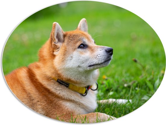 WallClassics - PVC Schuimplaat Ovaal - Omhoogkijkende Shiba Inu in Groen Grasveld - 96x72 cm Foto op Ovaal (Met Ophangsysteem)