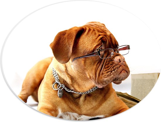 WallClassics - PVC Schuimplaat Ovaal - Opzijkijkende Bruine Hond met Ketting en Leesbril - 40x30 cm Foto op Ovaal (Met Ophangsysteem)