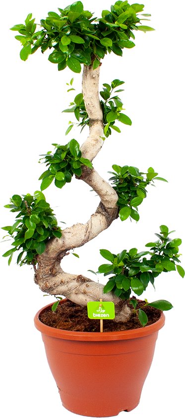 Ficus de Bonsaï artificiel de 50 cm en bol