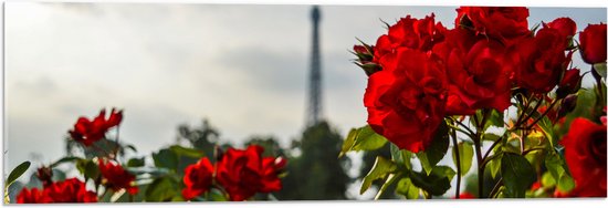 Acrylglas - Rode Rozenstruik voor Eiffeltoren in Parijs, Frankrijk - 90x30 cm Foto op Acrylglas (Wanddecoratie op Acrylaat)