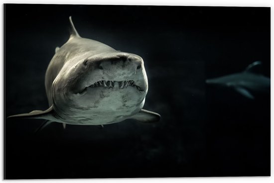 Dibond - Grote Haai in de Donkere Oceaan - 60x40 cm Foto op Aluminium (Met Ophangsysteem)