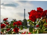Dibond - Rode Rozenstruik voor Eiffeltoren in Parijs, Frankrijk - 80x60 cm Foto op Aluminium (Wanddecoratie van metaal)