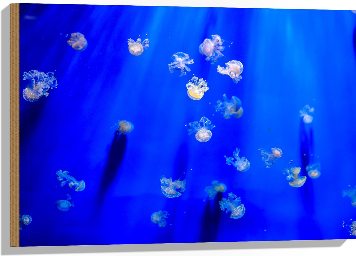 Hout - Groep Mini Kwallen in het Aquarium - 75x50 cm - 9 mm dik - Foto op Hout (Met Ophangsysteem)