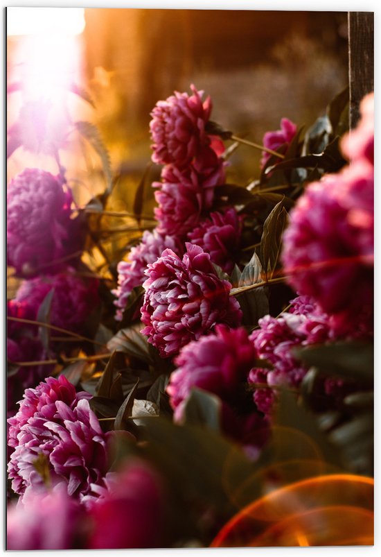 Dibond - Felle Roze bloemen met Planten - 70x105 cm Foto op Aluminium (Wanddecoratie van metaal)