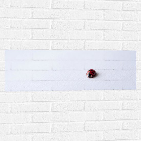 WallClassics - Muursticker - Lieveheersbeestje op Witte Achtergrond - 90x30 cm Foto op Muursticker