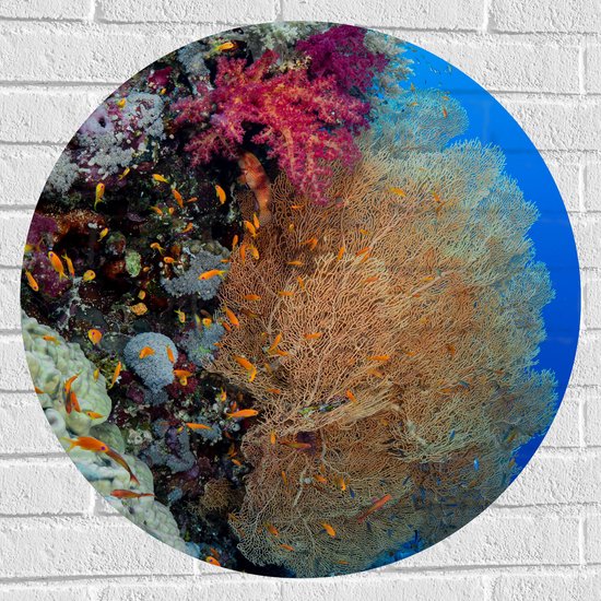 WallClassics - Muursticker Cirkel - Mix van Koraal in Helderblauwe Zee - 70x70 cm Foto op Muursticker