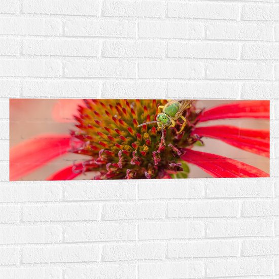 Muursticker - Bij op Zoek naar Nectar in Rode Bloem - 90x30 cm Foto op Muursticker