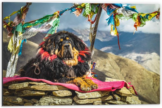 Dibond - Hond liggend op Berg - 60x40 cm Foto op Aluminium (Wanddecoratie van metaal)