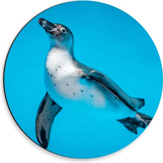 Dibond Muurcirkel - Zwemmende Pingïun in Blauwe Zee - 30x30 cm Foto op Aluminium Muurcirkel (met ophangsysteem)