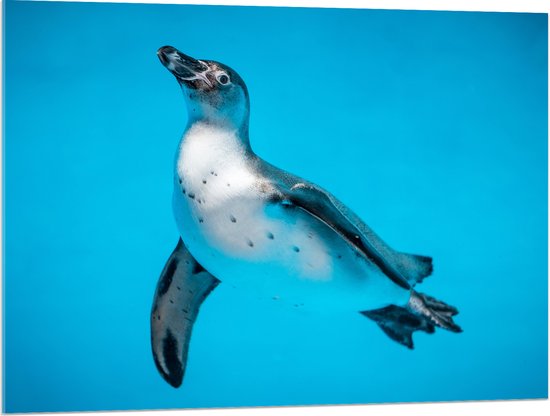 Acrylglas - Zwemmende Pingïun in Blauwe Zee - 100x75 cm Foto op Acrylglas (Met Ophangsysteem)