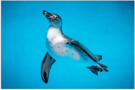 Poster (Mat) - Zwemmende Pingïun in Blauwe Zee - 90x60 cm Foto op Posterpapier met een Matte look