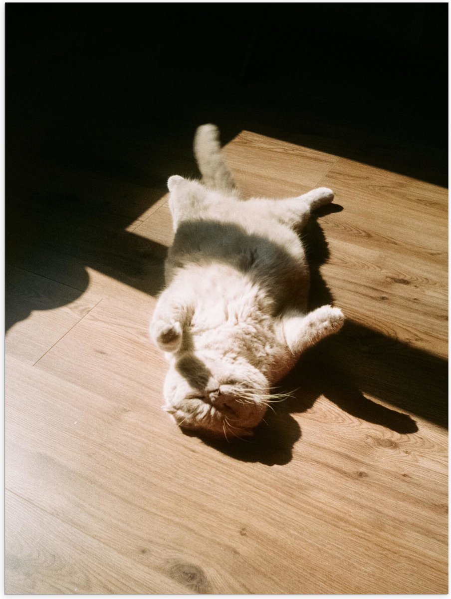 Poster (Mat) - Bruinkleurige Kat Liggend op Houten Vloer in het Zonnetje - 30x40 cm Foto o