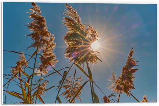 PVC Schuimplaat- Felle Zon Vallend op Droge Grassen - 60x40 cm Foto op PVC Schuimplaat