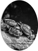 PVC Schuimplaat Ovaal - Groep Kleine Schildpadden op Rots in het Water (Zwart- wit) - 30x40 cm Foto op Ovaal (Met Ophangsysteem)