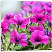 Tuinposter – Groep Roze Petunia Bloemen - 80x80 cm Foto op Tuinposter (wanddecoratie voor buiten en binnen)