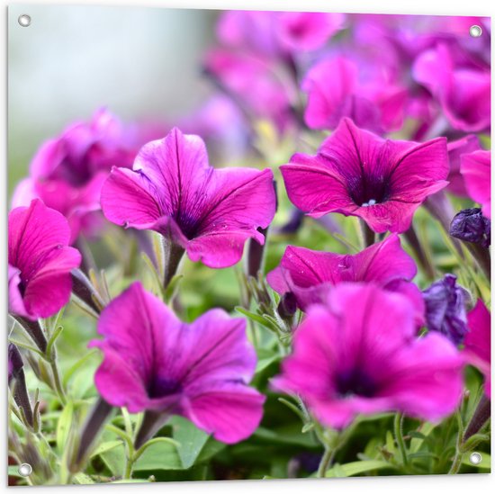 Tuinposter – Groep Roze Petunia Bloemen - 80x80 cm Foto op Tuinposter (wanddecoratie voor buiten en binnen)