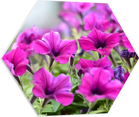 PVC Schuimplaat Hexagon - Groep Roze Petunia Bloemen - 60x52.2 cm Foto op Hexagon (Met Ophangsysteem)