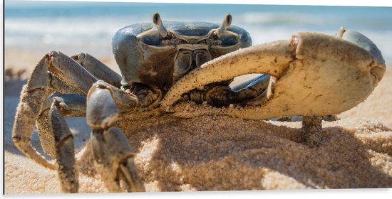 Dibond - Bruinkleurige Krab in het Zand op het Strand - 100x50 cm Foto op Aluminium (Wanddecoratie van metaal)