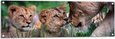 Tuinposter – Duo Leeuwenwelpjes bij Moeder in Groen Grasveld - 120x40 cm Foto op Tuinposter (wanddecoratie voor buiten en binnen)