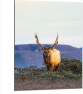 Dibond - Hert met Groot Gewei voor Berg in Landschap - 75x100 cm Foto op Aluminium (Met Ophangsysteem)