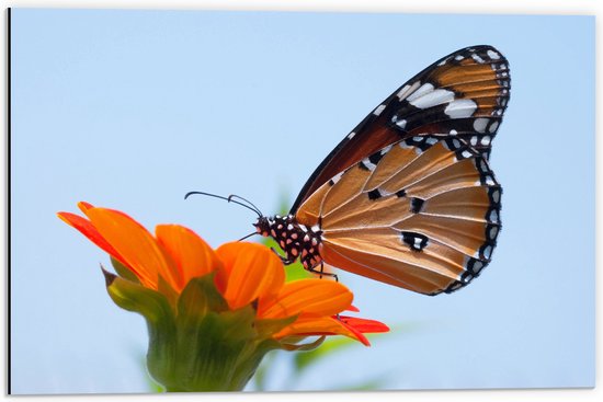 Dibond - Bruine Vlinder met Patroon Zittend op Oranje Bloem - 60x40 cm Foto op Aluminium (Met Ophangsysteem)