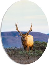 PVC Schuimplaat Ovaal - Hert met Groot Gewei voor Berg in Landschap - 30x40 cm Foto op Ovaal (Met Ophangsysteem)