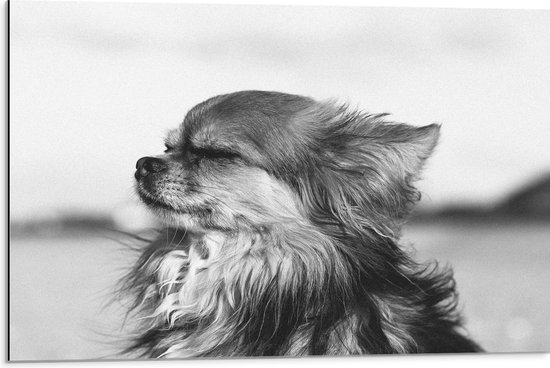 WallClassics - Dibond - Hondje Geniet van het Weer Zwart - Wit - 75x50 cm Foto op Aluminium (Met Ophangsysteem)