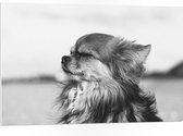 WallClassics - PVC Schuimplaat - Hondje Geniet van het Weer Zwart - Wit - 105x70 cm Foto op PVC Schuimplaat (Met Ophangsysteem)