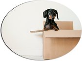 WallClassics - Dibond Ovaal - Zwarte Hond in een Doos - 56x42 cm Foto op Ovaal (Met Ophangsysteem)