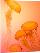 WallClassics - Panneau en mousse PVC - Méduse Oranje - Photo 75x100 cm sur panneau en mousse PVC (avec système d'accrochage)