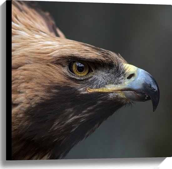 WallClassics - Canvas - Close-Up Steen Arend Vogel - 60x60 cm Foto op Canvas Schilderij (Wanddecoratie op Canvas)