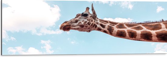 WallClassics - Dibond - Giraf in de Lucht - 90x30 cm Foto op Aluminium (Met Ophangsysteem)