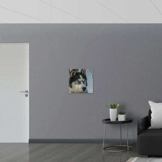 WallClassics - Muursticker - Husky sérieux - Muursticker 50x50 cm