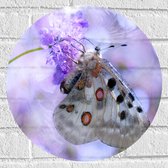 WallClassics - Muursticker Cirkel - Doorzichtige Vleugels van Vlinder - 40x40 cm Foto op Muursticker