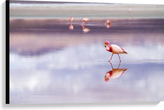 Flamant rose au bec jaune marche dans l'eau avec un reflet clair.