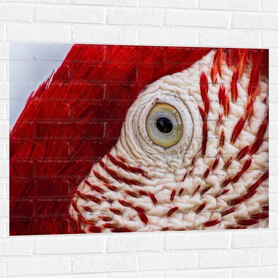 WallClassics - Muursticker - Close-Up van een Oog van een Vogel - 100x75 cm Foto op Muursticker