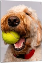 WallClassics - Tuinposter – Hond Speelt met Tennisbal - 80x120 cm Foto op Tuinposter (wanddecoratie voor buiten en binnen)