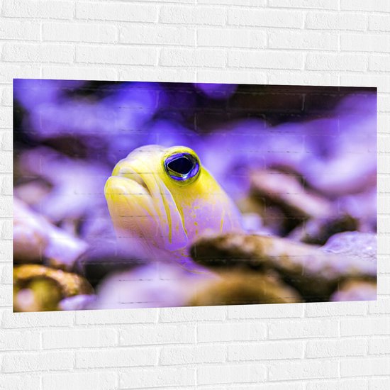 WallClassics - Muursticker - Geel met Paarse Vis - 120x80 cm Foto op Muursticker