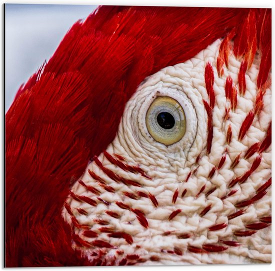 WallClassics - Dibond - Close-Up van een Oog van een Vogel - 50x50 cm Foto op Aluminium (Met Ophangsysteem)