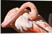 WallClassics - Dibond - Flamingo verstopt z'n Kop - 75x50 cm Foto op Aluminium (Met Ophangsysteem)