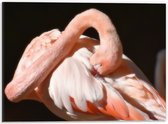 WallClassics - Dibond - Flamingo verstopt z'n Kop - 40x30 cm Foto op Aluminium (Met Ophangsysteem)