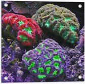 WallClassics - Tuinposter – Gekleurd Koraal - 50x50 cm Foto op Tuinposter (wanddecoratie voor buiten en binnen)