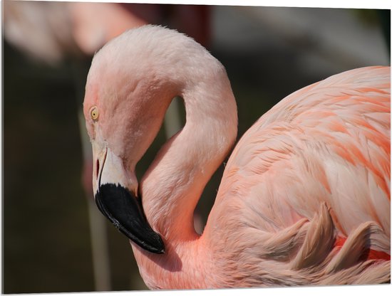 WallClassics - Acrylglas - Flamingo in de Zon - 100x75 cm Foto op Acrylglas (Met Ophangsysteem)