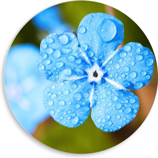 WallClassics - PVC Schuimplaat Muurcirkel - Blauw Bloempje met Waterdruppels - 50x50 cm Foto op Muurcirkel (met ophangsysteem)