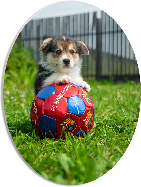 WallClassics - PVC Schuimplaat Ovaal - Hondje Speelt met een Voetbal - 30x40 cm Foto op Ovaal (Met Ophangsysteem)