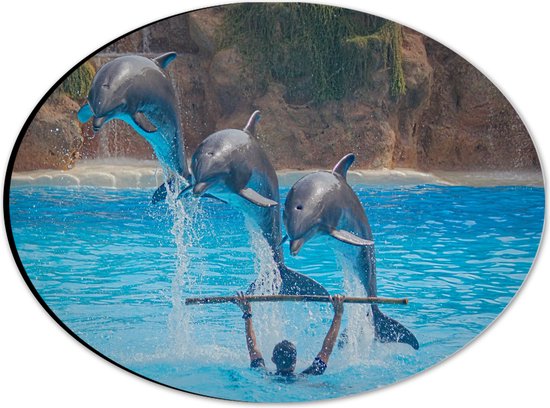 WallClassics - Dibond Ovaal - Springende Dolfijnen - 28x21 cm Foto op Ovaal (Met Ophangsysteem)