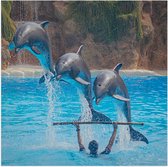 WallClassics - Poster Glanzend – Springende Dolfijnen - 50x50 cm Foto op Posterpapier met Glanzende Afwerking