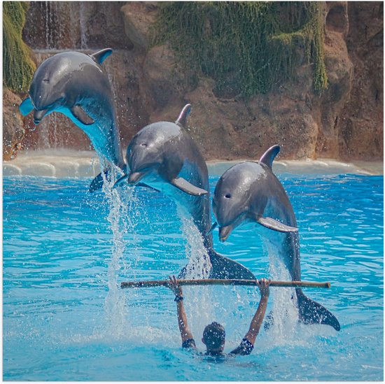 WallClassics - Poster Glanzend – Springende Dolfijnen - 50x50 cm Foto op Posterpapier met Glanzende Afwerking