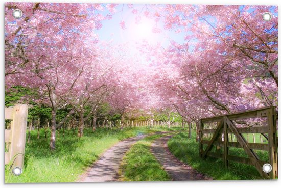 WallClassics - Tuinposter – Roze Bloesem langs een Zandweg - 60x40 cm Foto op Tuinposter (wanddecoratie voor buiten en binnen)